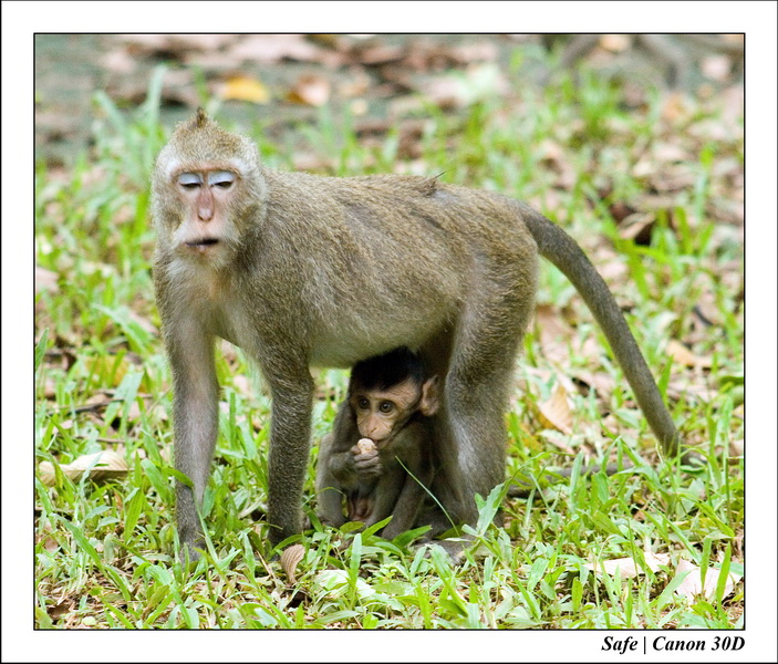 2006 - 07 - Temple angkor - Singes 26